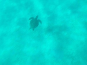 13548909_10202089296432049_1812701319_o