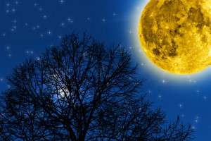 shutterstock_438644977